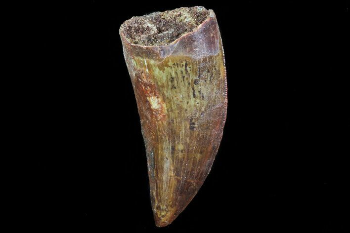 Bargain, Carcharodontosaurus Tooth - Real Dino Tooth #71183
